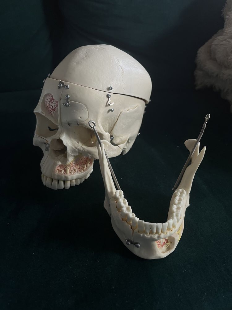 Model czaszki stomatologiczny 10 elementów 3B Scientific