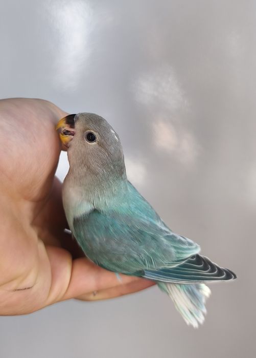 Agapórnis roseicollis criados á mão