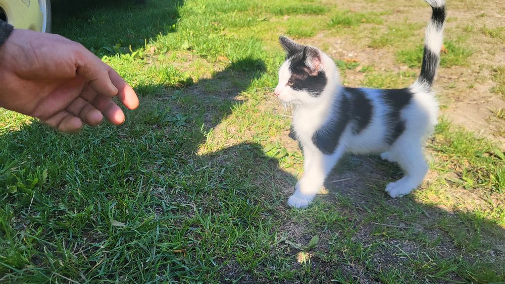 Oddam koty kotki kocięta w dobre ręce za darmo 3 sztuki Grabówko woj.