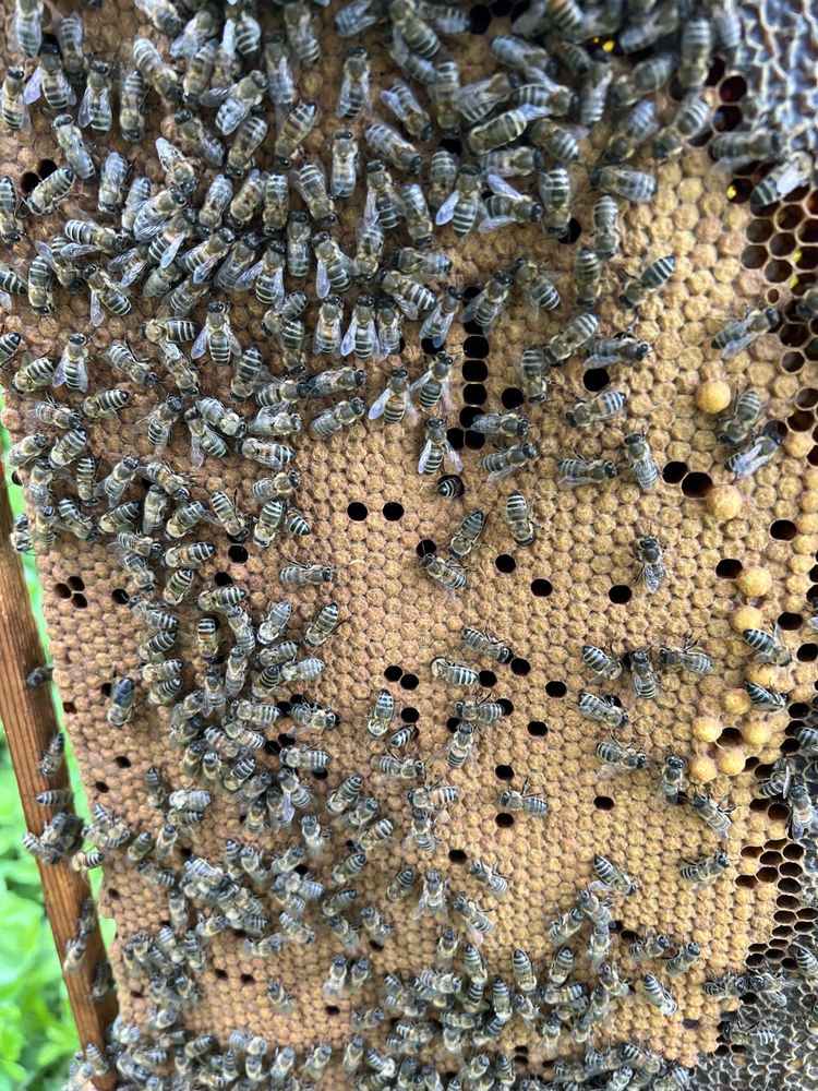 Бджолопакети, вулики, сімї