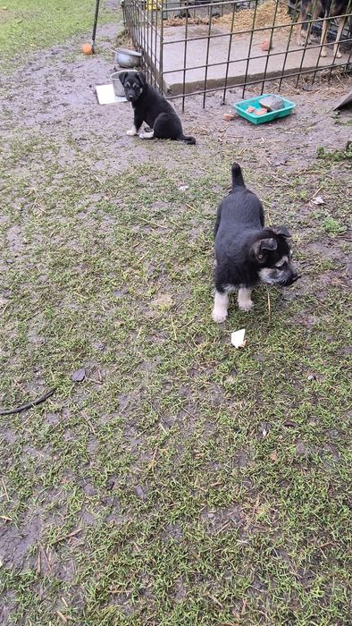 Oddam za darmo pieski