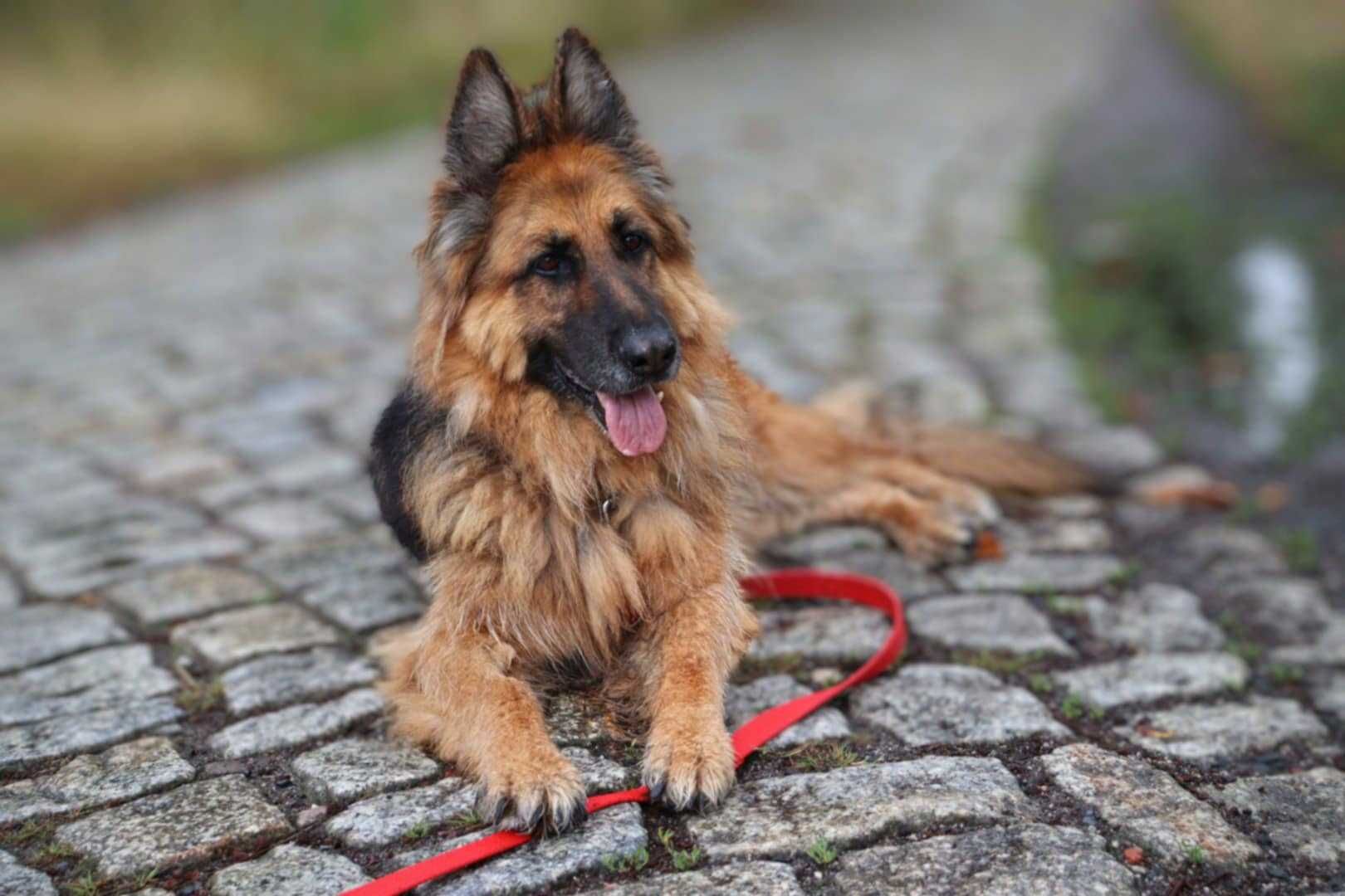 spokojna seniorka czeka na dom