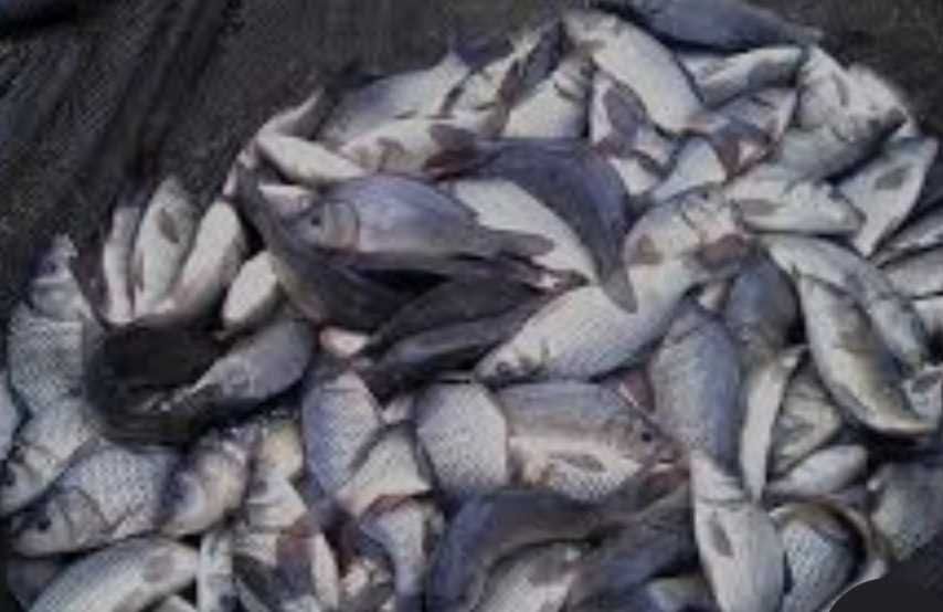 Продаю живу рибу