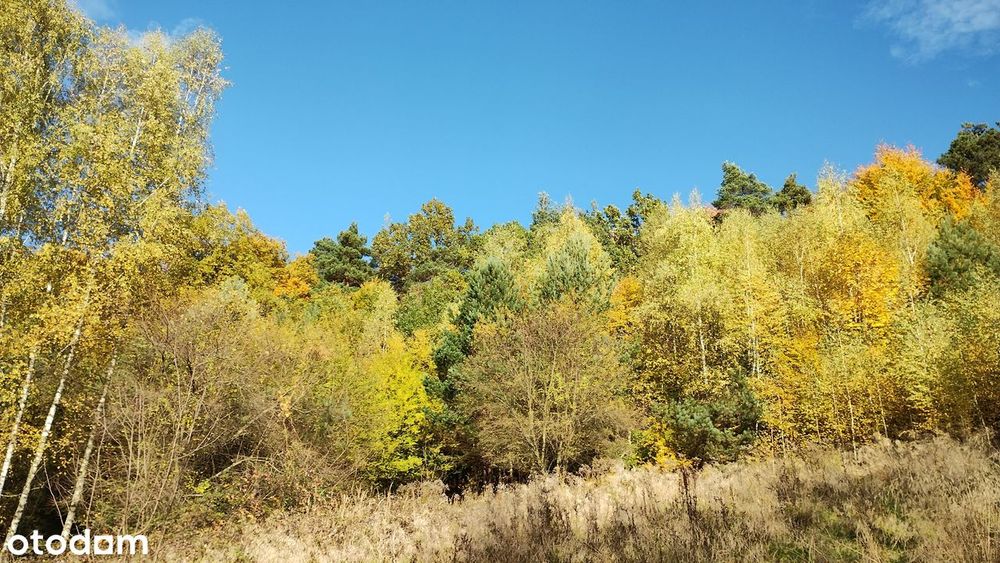 Działka budowlano-rolna w Czasławiu 27 ar