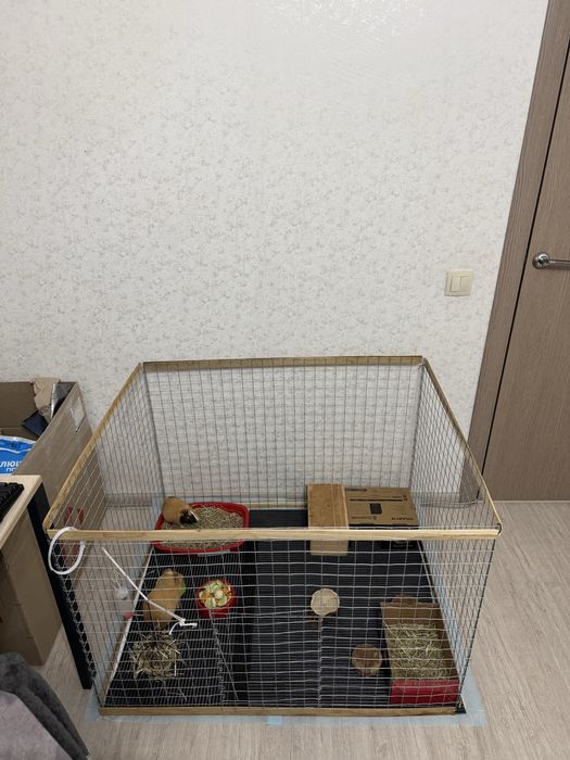 2 морские свинки и клетка со всем необходимым (доставим под дом)