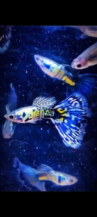Gupik gupiki Galaxy blue tail