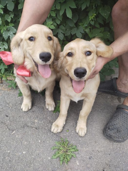 Две шикарные режухи имеют документы клуба