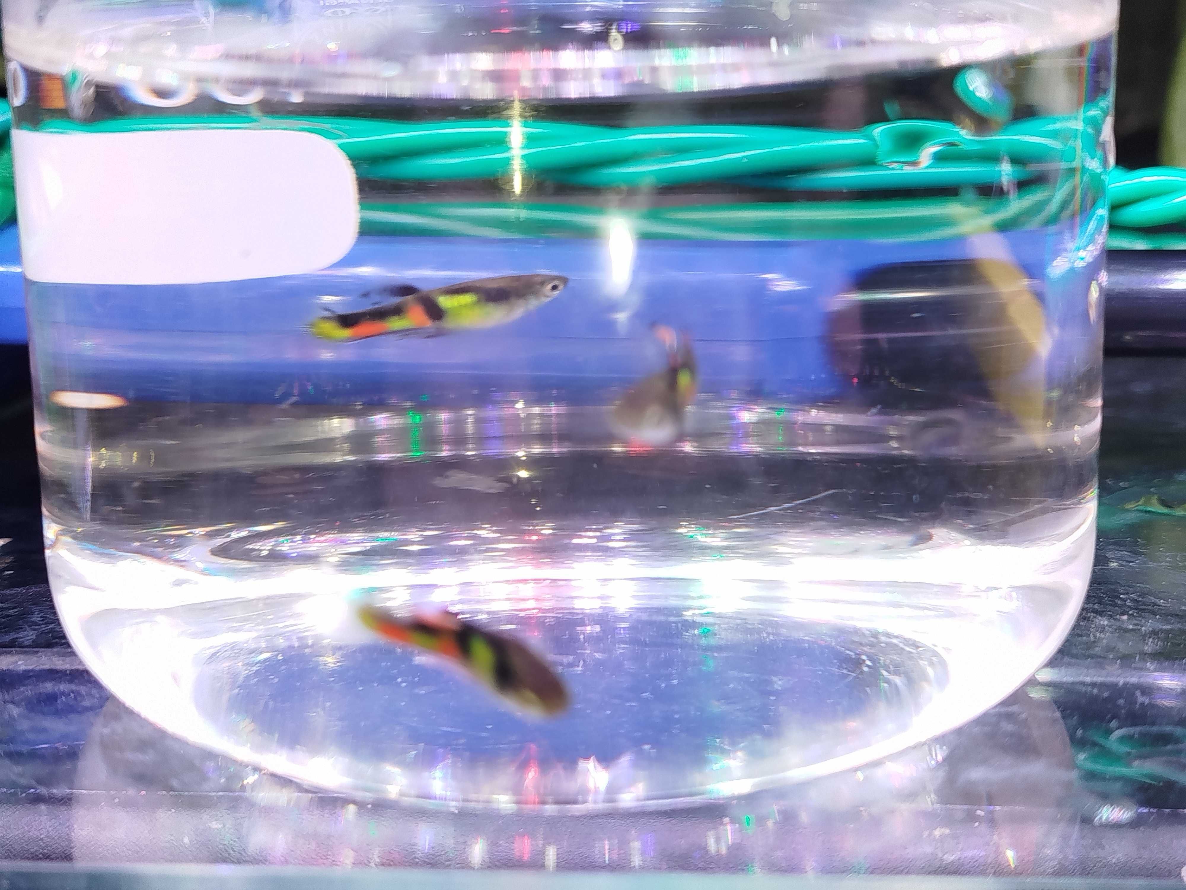 Guppys Endler "El Tigre"
