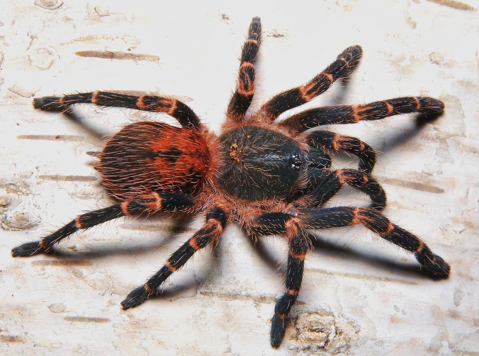 Ami sp. Panama podrostek