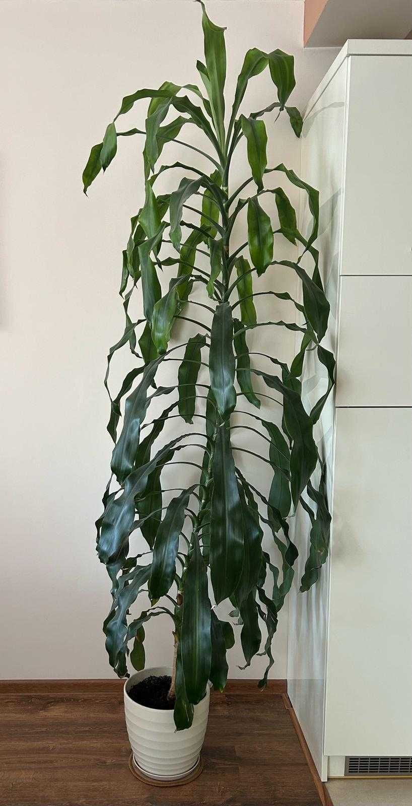 Rzeszów. Palma wysoka 2,3m dracena