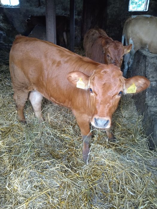 Krowy mamki,na sprzedaż