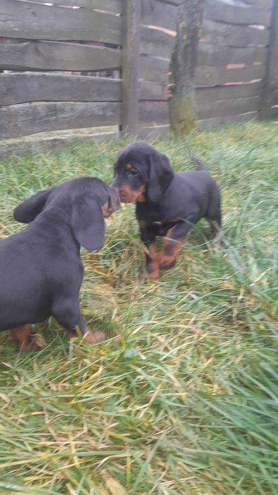 Szczeniak Gończy Polski