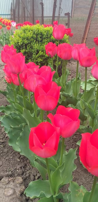 Продам домашні цибулини тюльпанів (луковицы тюльпанов)