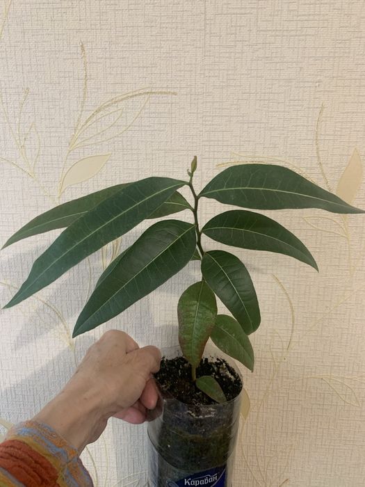 Брахіхітон, пляшкове дерево, однорічні сіянці