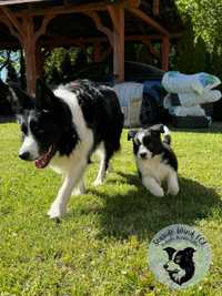 Wyjątkowy samiec Border Collie ZKWP