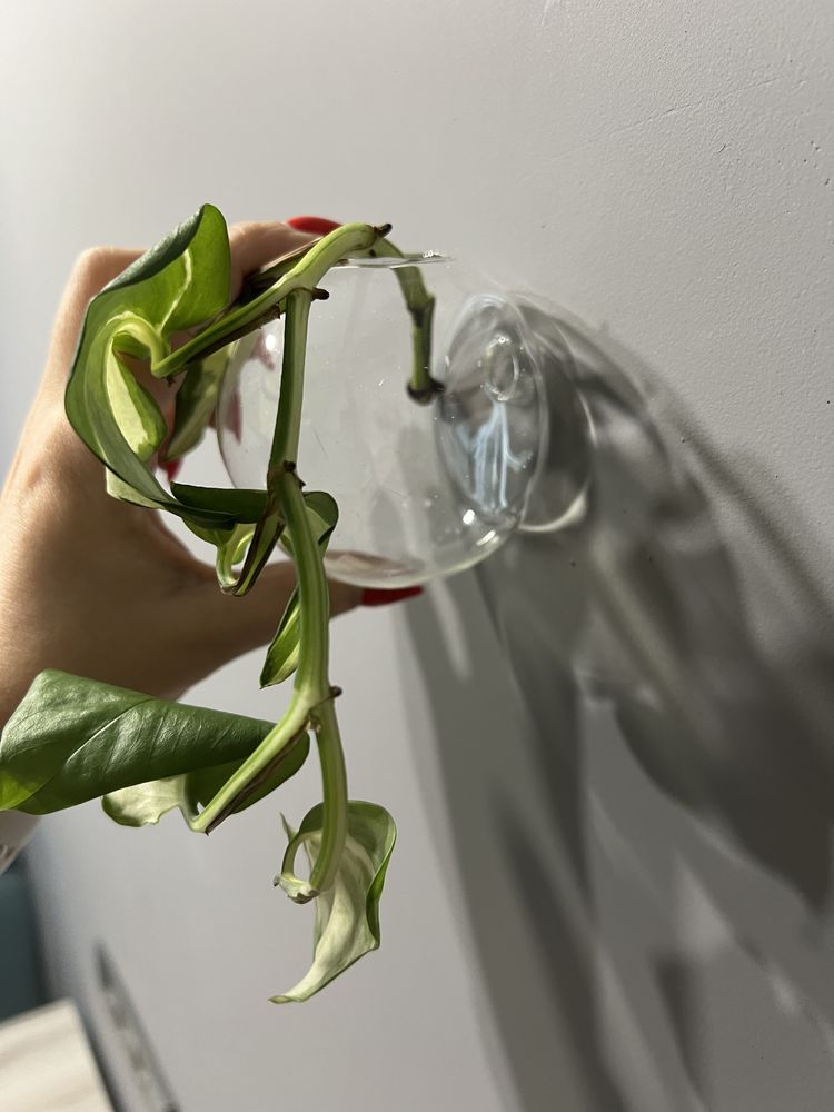 Стеклянная подвесная ваза круглая кашпо вазочка скляна