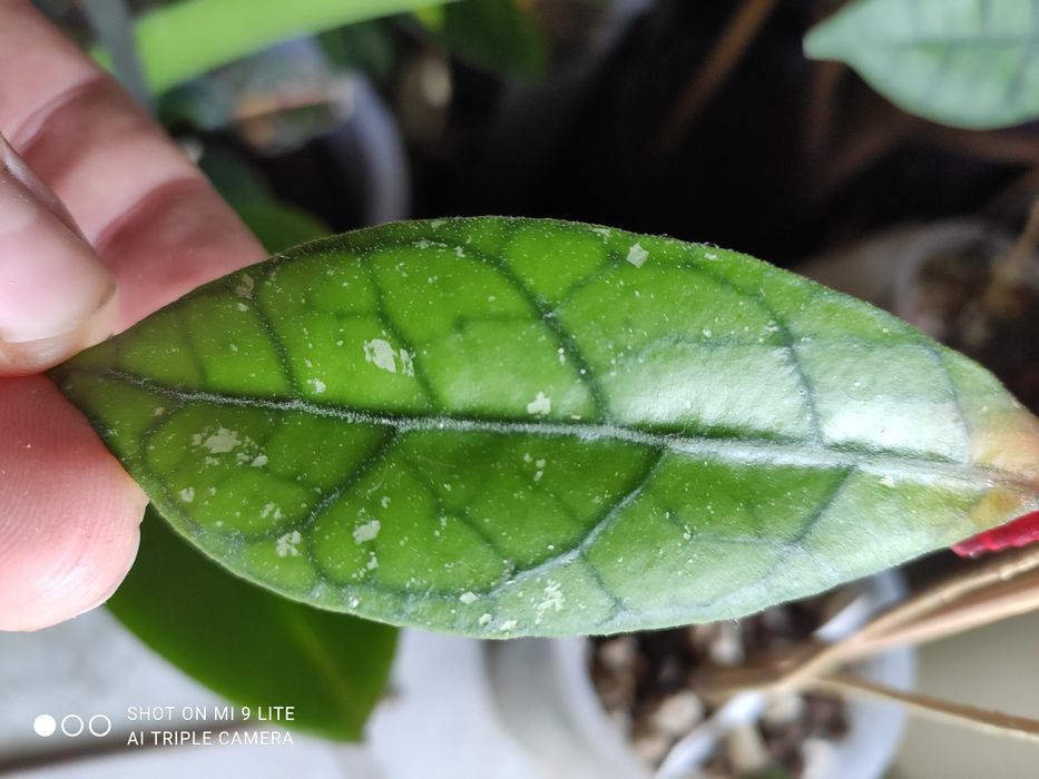 Hoya sp.gunung Willis