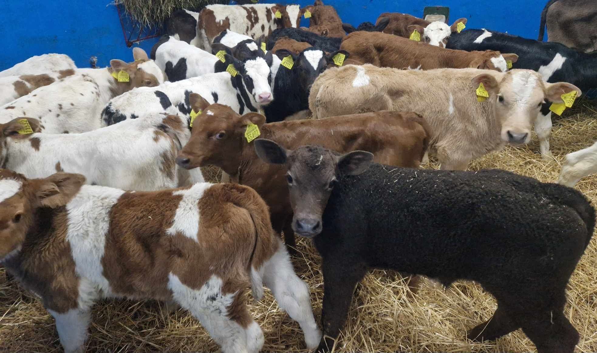 SPRAWDŹ OGŁOSZENIE. Tylko Polskie byczki i jałowki mięsne.