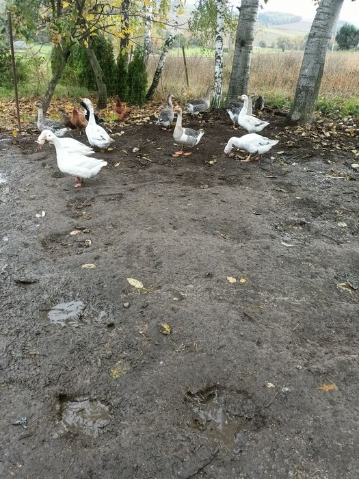 Gęsi młode okazja zamiana .