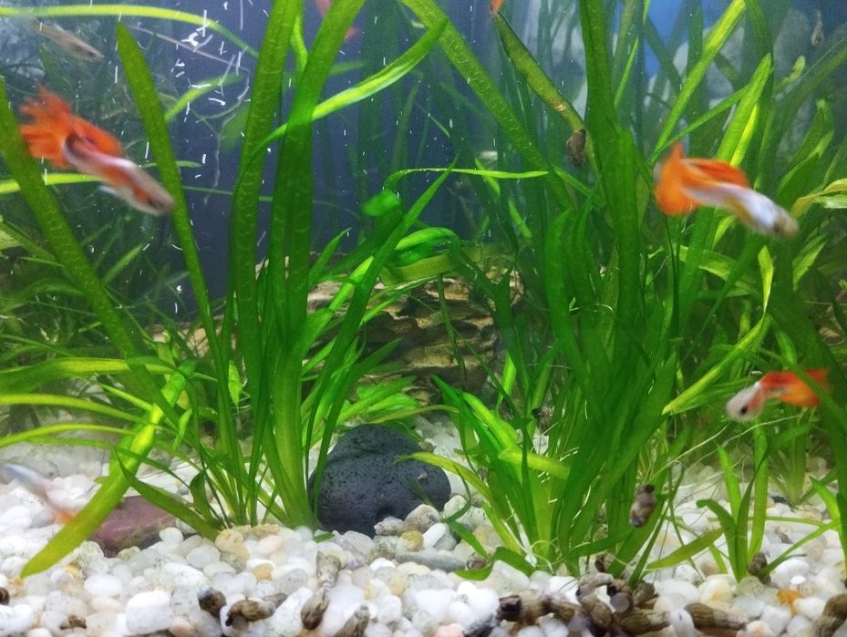 Vendo Guppys macho