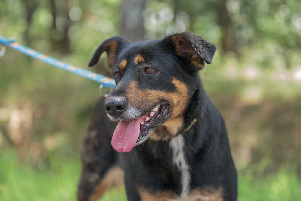 Cudna Ida - wspaniała sunia dla rodziny do adopcji