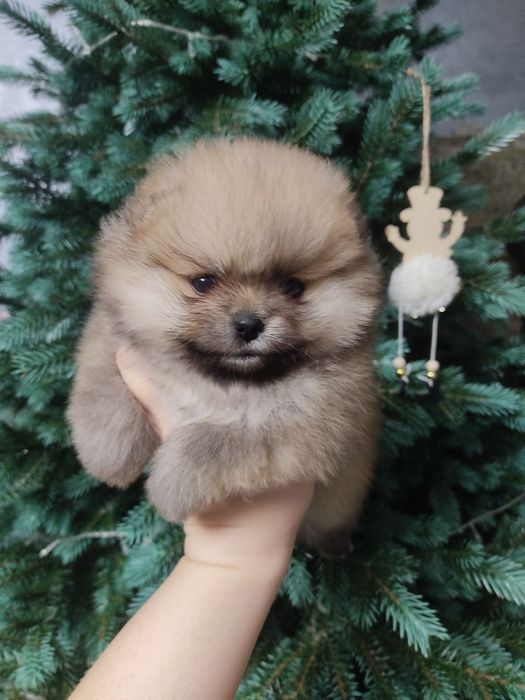 Дівчинка Міні. Крем. КСУ