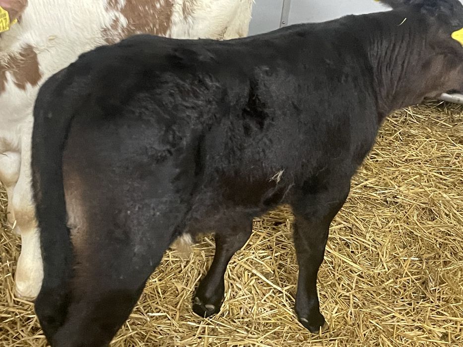 Cielaki mięsne  do chowu