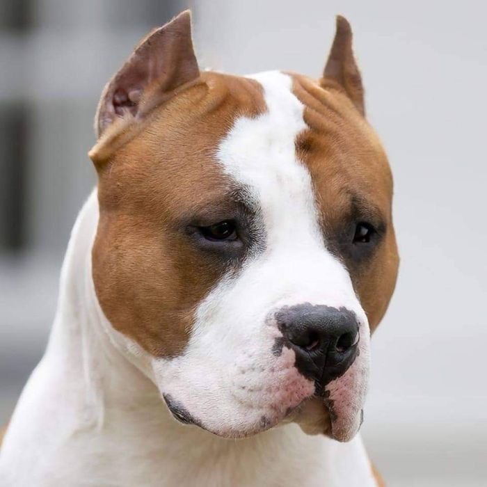 amstaff ZKwP FCI po Championach