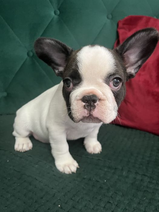 Szczenięta Buldog Francuski chłopiec gotowy do odbioru
