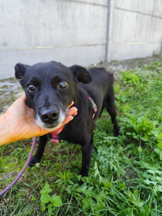 Muffin 10 latek spragniony miłości