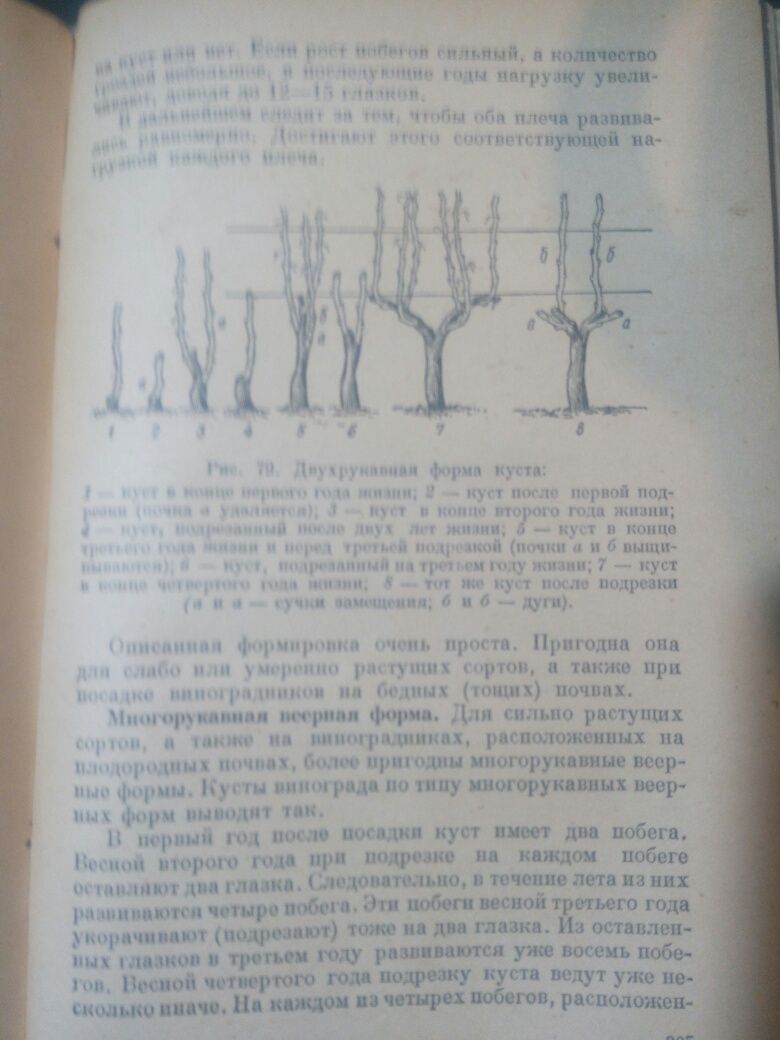 Виноградарство в средней полосе РСФСР 1952год.