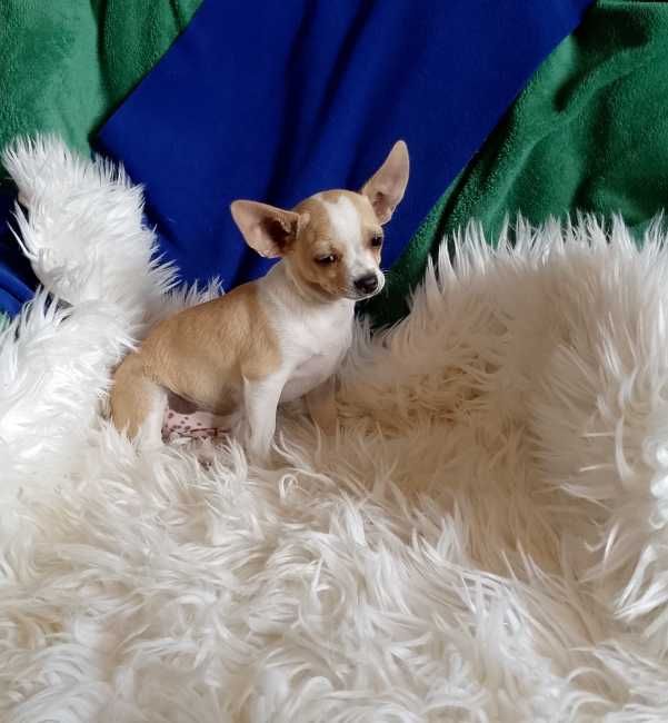 Chihuahua chłopiec