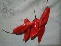 Malaguetas Ghost pepper (bhut jolokia) uma das mais picantes do mundo