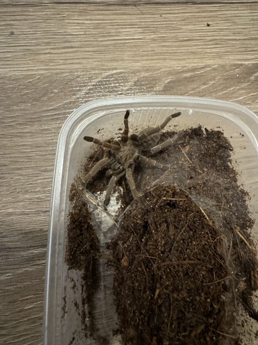 Ptasznik Ornithoctoninae sp. Vendula