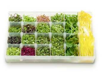 Топовый набор для выращивания микрозелени. Микрогрин.