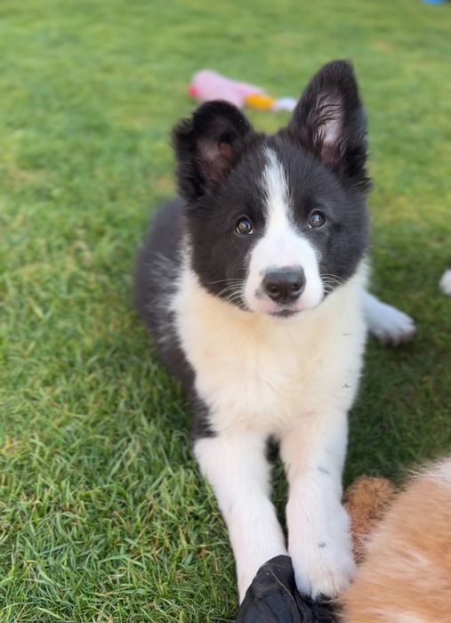 Szczeniak Border Collie