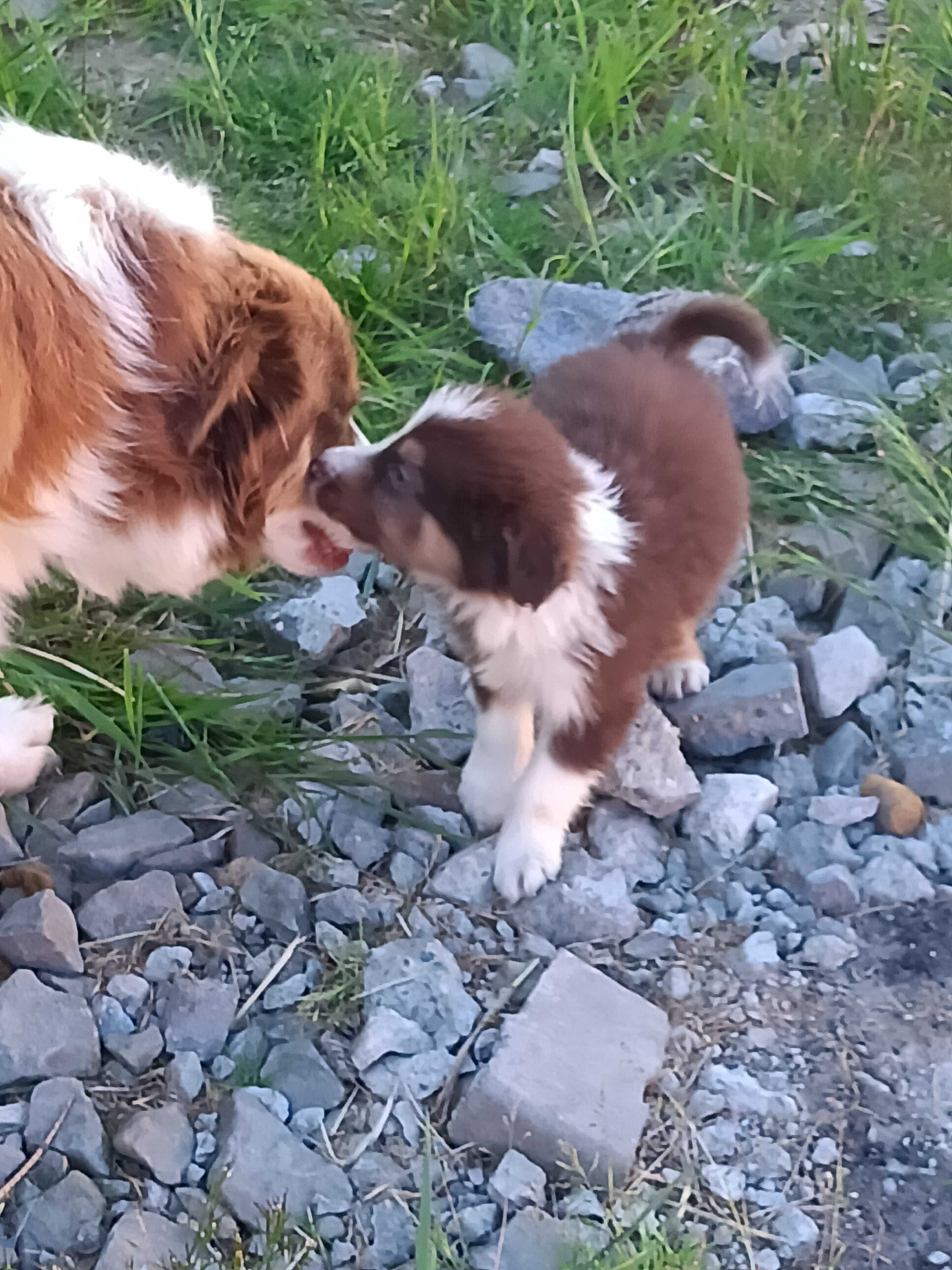 Border Collie- czekoladowy piesek