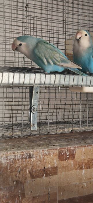 Roseicollis longfeather