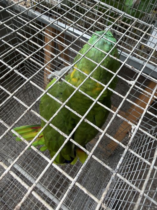 Amazona Auropaliata