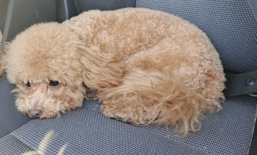 В'язка той пудель