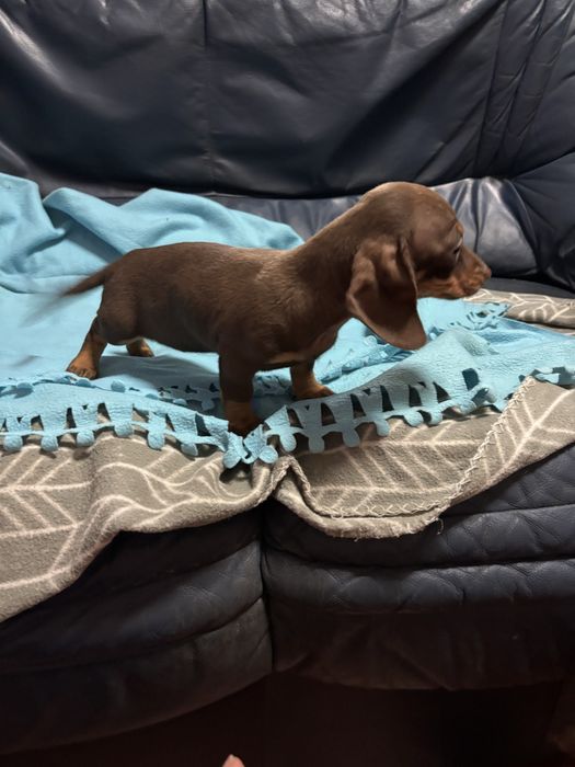 Teckel femea miniatura chocolate