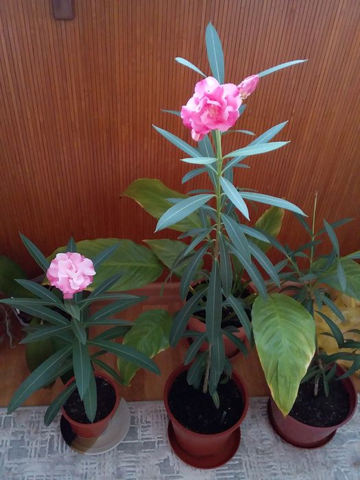 Кімнатні рослини: опунція, олеандр, хлорофітум