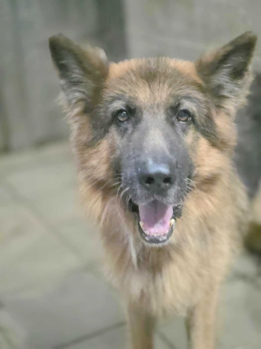 owczarek Niemiecki Rex Szuka domu -schronisko Zgierz -aktualne