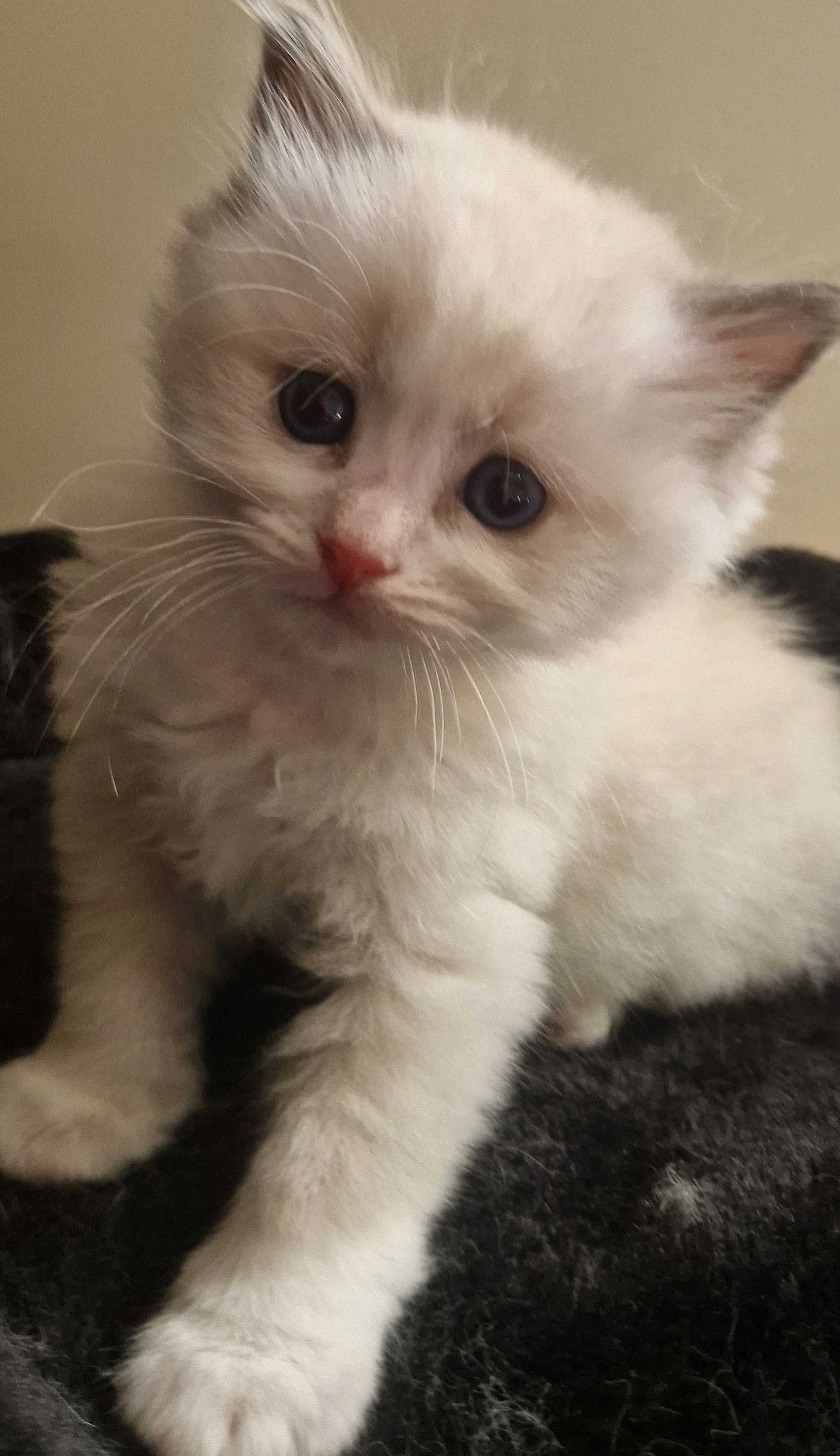 Śliczny kot rasy Ragdoll