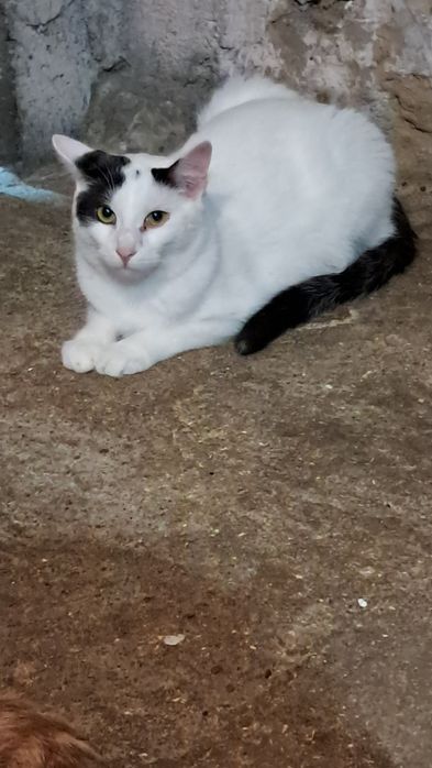 Primek roczny kocurek szuka domku