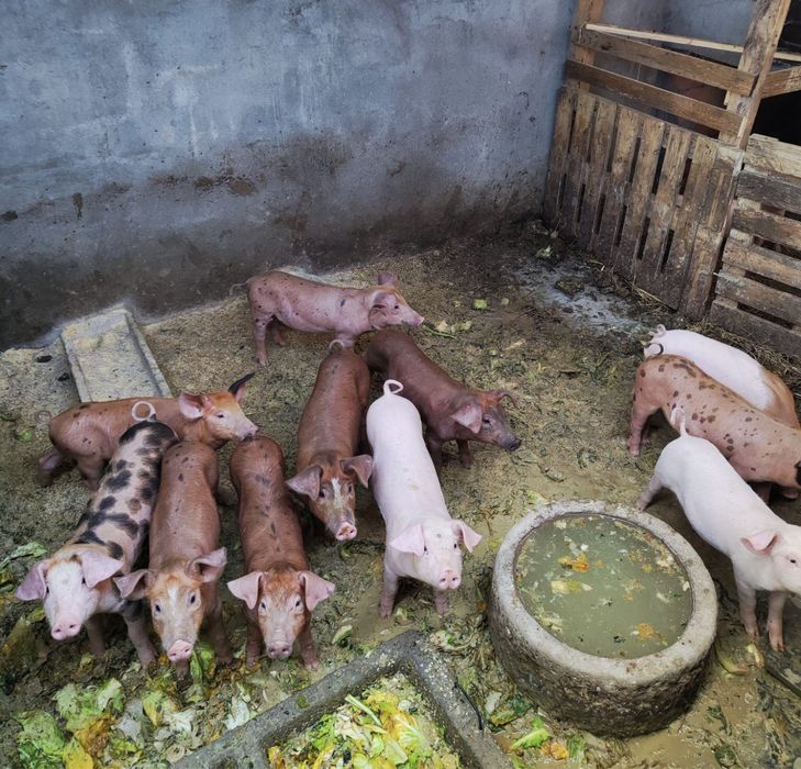 Leitões com um mês e meio