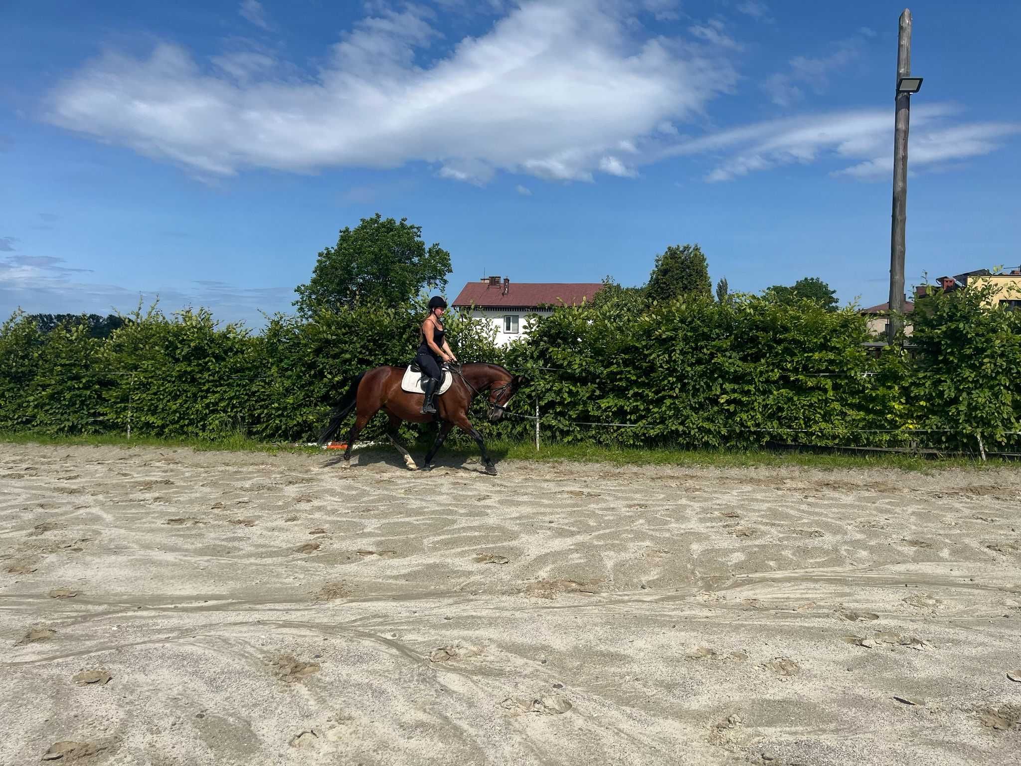 Sprzedam klacz rasy SP