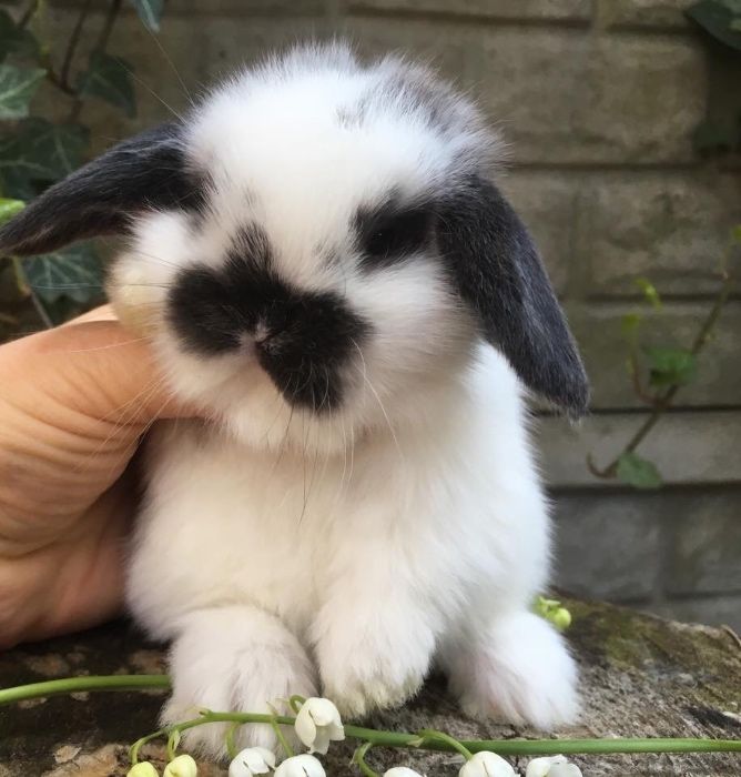 Mini lop do odbioru od ręki dowóz do większych miast Mini lopy