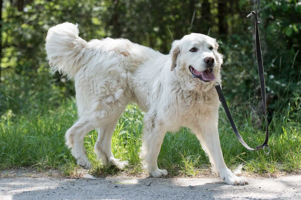MAGNETO - piękny kawaler w typie owczarka podhalańskiego
