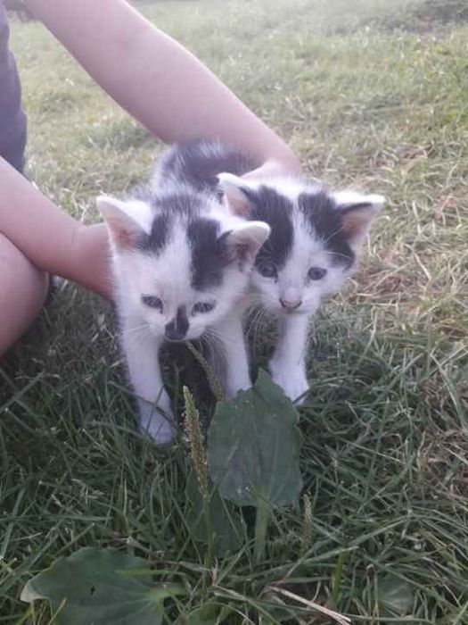 Kotki w dobre ręce